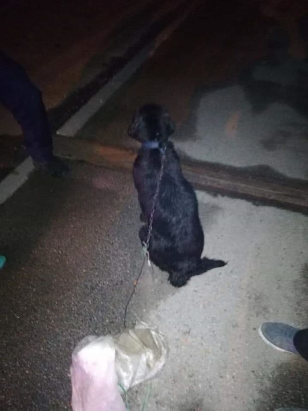 ДРАМА У ТРСТЕНИКУ: Ватрогасци, полиција и мештани, спасили женку из Западне Мораве (ВИДЕО)